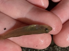 Rhinogobius candidianus