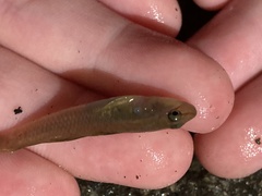 Rhinogobius candidianus