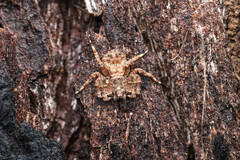 Stephanopis altifrons