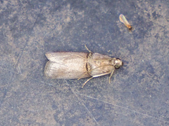 Acrobasis texana