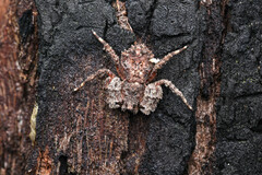 Stephanopis altifrons