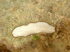 Pseudoceros meenae