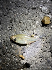 Paratanakia himantegus