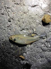 Paratanakia himantegus