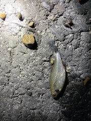 Paratanakia himantegus