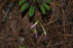 Oxalis hernandesii