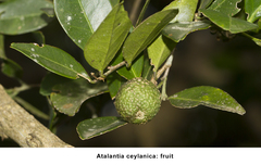 Atalantia ceylanica