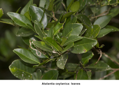Atalantia ceylanica