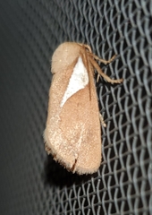 Prolimacodes trigona