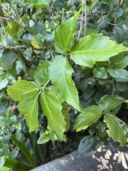 Tetrastigma hemsleyanum