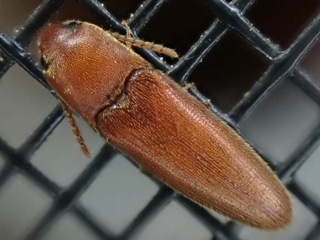 Schizophilus subrufus