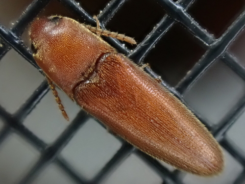 Schizophilus subrufus