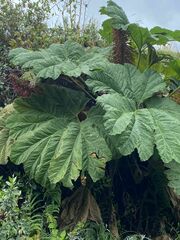 Gunnera manicata
