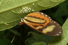 Hypothyris euclea laphria