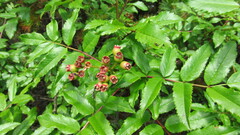 Sorbus sambucifolia