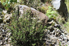 Oxylobus arbutifolius