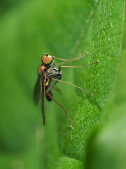 Chrysotus spectabilis