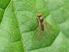 Chrysotus spectabilis