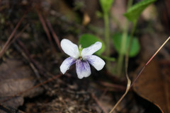 Viola grahamii