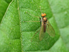 Chrysotus spectabilis
