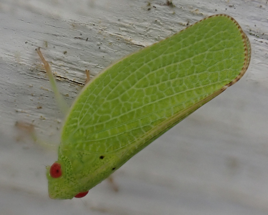 Green Coneheaded Planthopper from South Cleveland, TN, USA on July 22, 2022 at 0951 PM by Cole