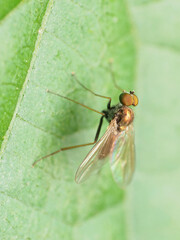 Chrysotus spectabilis