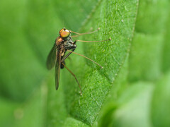 Chrysotus spectabilis