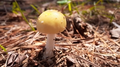 Amanita xylinivolva