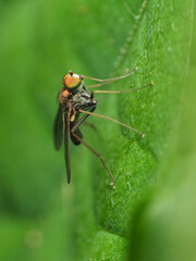 Chrysotus spectabilis