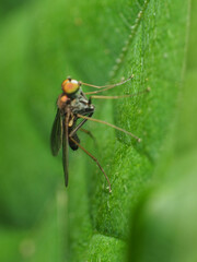 Chrysotus spectabilis