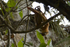 Anabacerthia lichtensteini