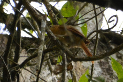 Anabacerthia lichtensteini