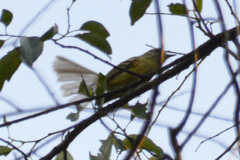 Phylloscartes ventralis