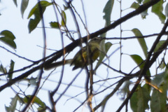 Phylloscartes ventralis