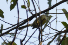 Phylloscartes ventralis