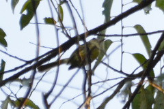 Phylloscartes ventralis