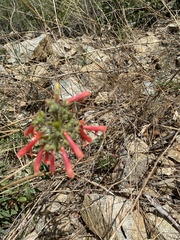 Penstemon rostriflorus