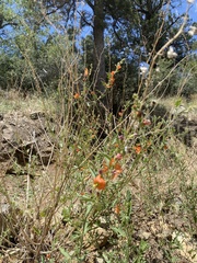 Penstemon rostriflorus
