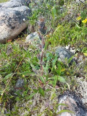 Saussurea baicalensis