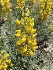 Lupinus croceus