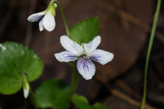 Viola grahamii
