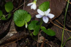 Viola grahamii