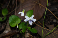 Viola grahamii
