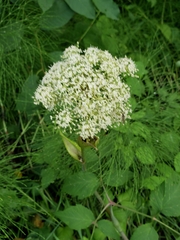 Angelica genuflexa