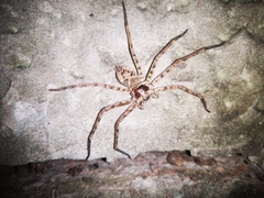 Heteropoda venatoria