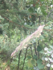 Leymus innovatus