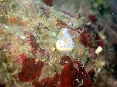 Chromodoris aspersa