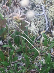 Dryas integrifolia sylvatica