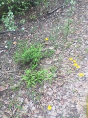 Arnica lonchophylla