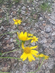 Arnica lonchophylla